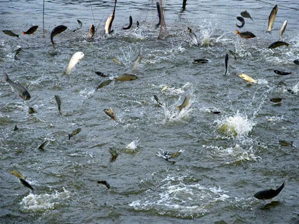 大型水产养殖需要什么机械设备? 大型水产养殖需要什么机械设备?